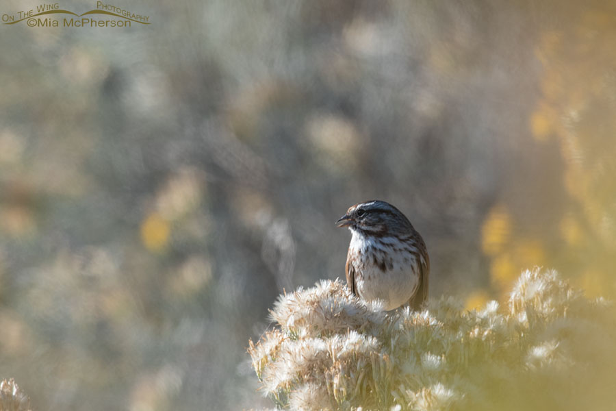 Song Sparrow feeding on rabbitbrush seeds, Box Elder County, Utah