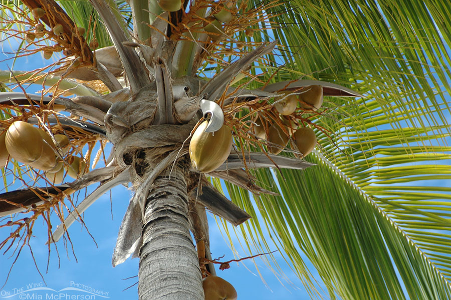Coconut tree and coconuts on St Thomas, U.S. Virgin Islands