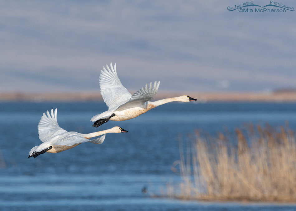 Two adult Tundra Swans flying over wetlands, Bear River Migratory Bird Refuge, Box Elder County, Utah