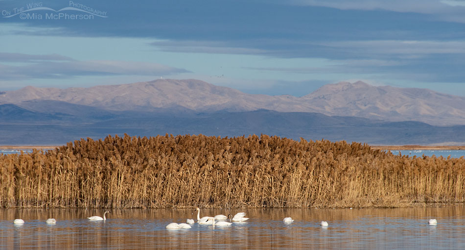 Tundra Swans feeding in wetlands at Bear River MBR, Box Elder County, Utah