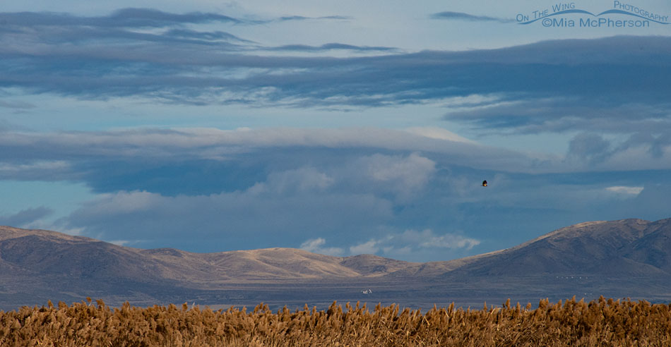 Long distance view of Tundra Swans in flight with an immature Bald Eagle, Bear River Migratory Bird Refuge, Box Elder County, Utah