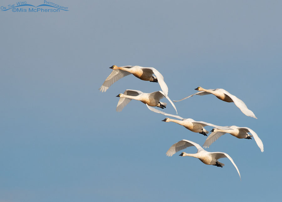 Six adult Tundra Swans on the wing, Bear River Migratory Bird Refuge, Box Elder County, Utah