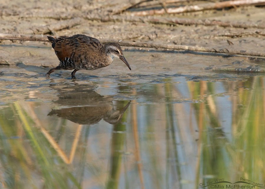 Virginia Rail walking in a marsh, Bear River Migratory Bird Refuge, Box Elder County, Utah