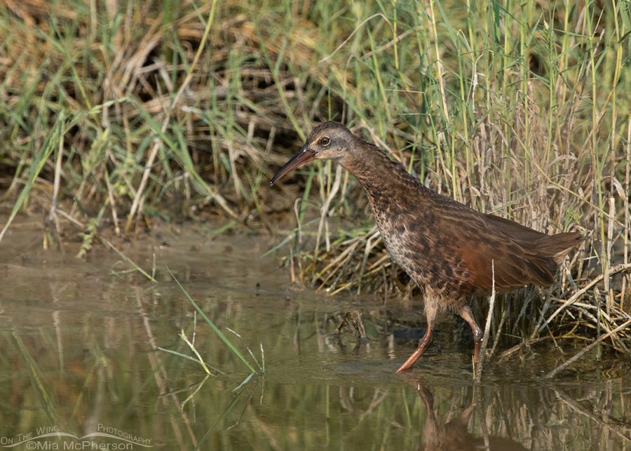 Virginia Rail out in an open area of a marsh, , Bear River Migratory Bird Refuge, Box Elder County, Utah