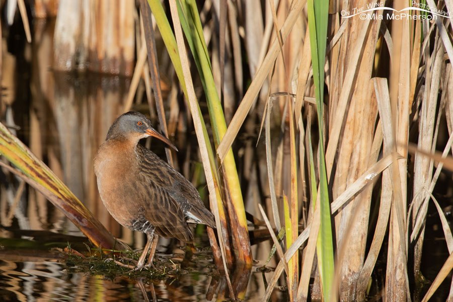 Virginia Rail warming up in the morning sunlight, Farmington Bay WMA, Davis County, Utah