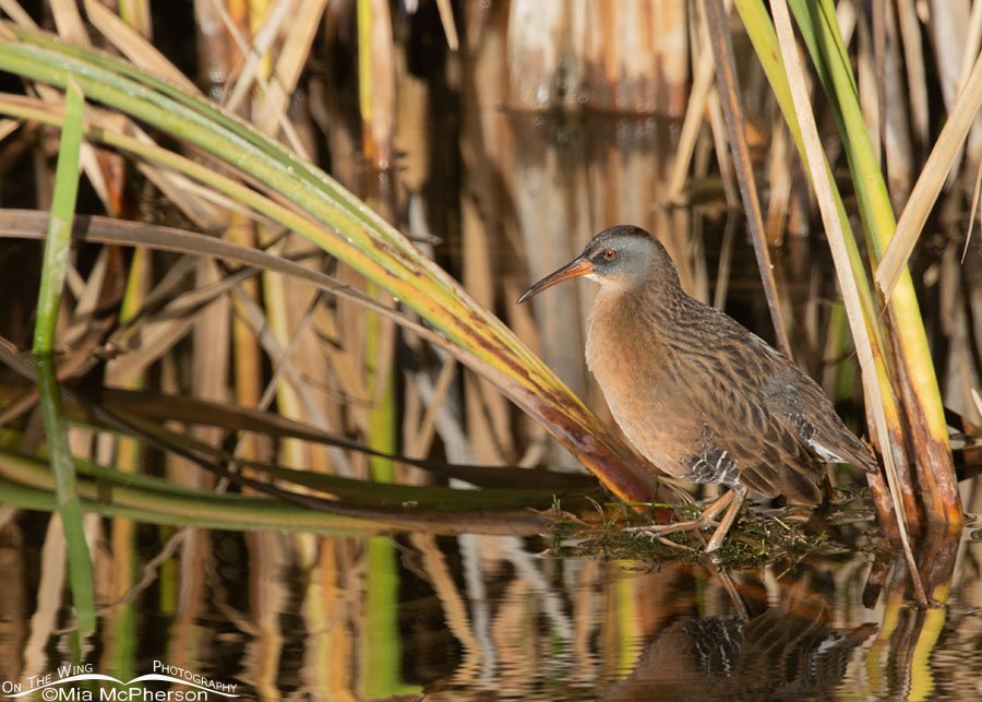 Virginia Rail in the wetlands at Farmington Bay, Davis County, Utah