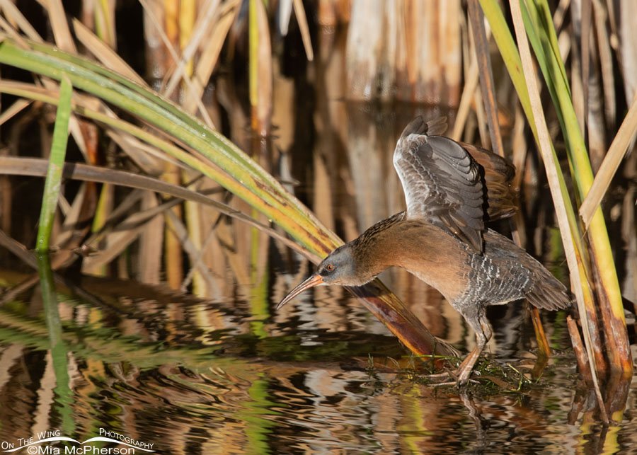 Virginia Rail stretching both wings, Farmington Bay WMA, Davis County, Utah