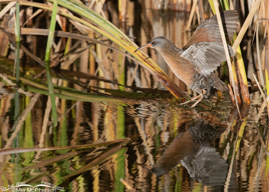 Virginia Rail flapping its wings, Farmington Bay WMA, Davis County, Utah