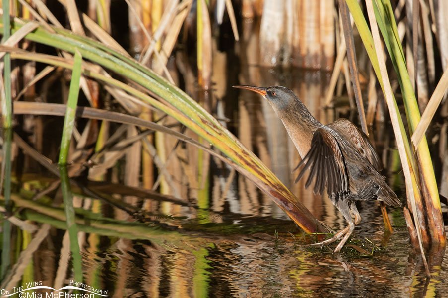 Virginia Rail on tiptoes, Farmington Bay WMA, Davis County, Utah