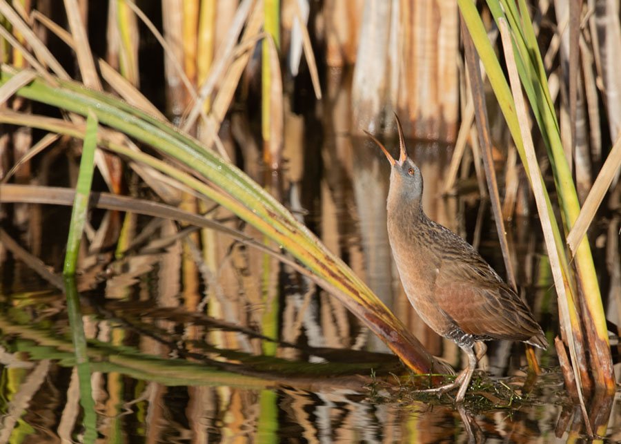 Adult Virginia Rail with its bill open, Farmington Bay WMA, Davis County, Utah