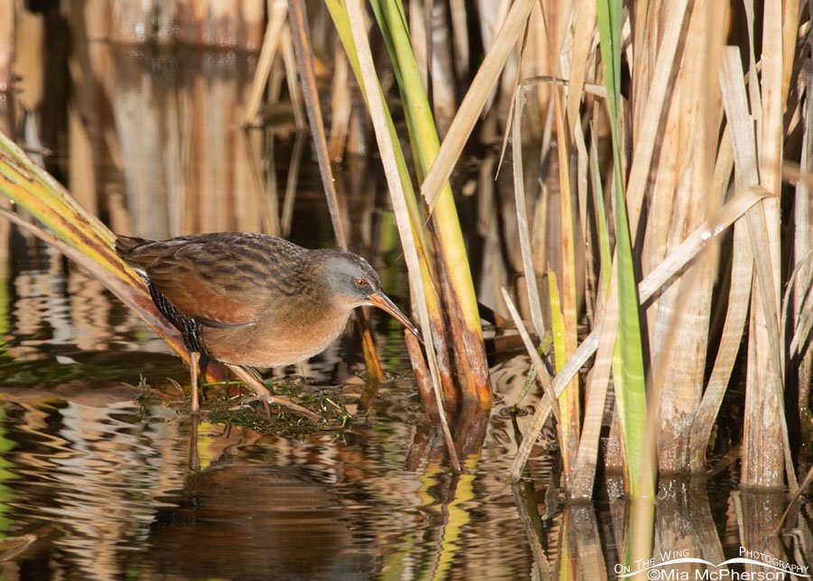 Virginia Rail heading for cover, Farmington Bay WMA, Davis County, Utah
