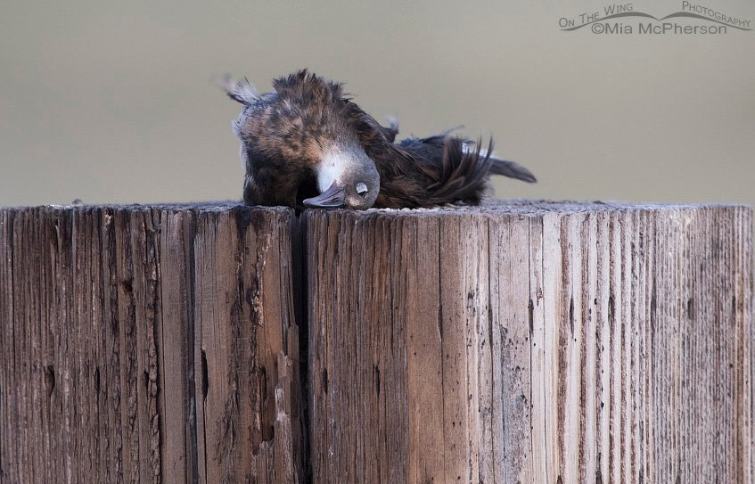 Dead Virginia Rail on a fence post, Bear River Migratory Bird Refuge, Box Elder County, Utah