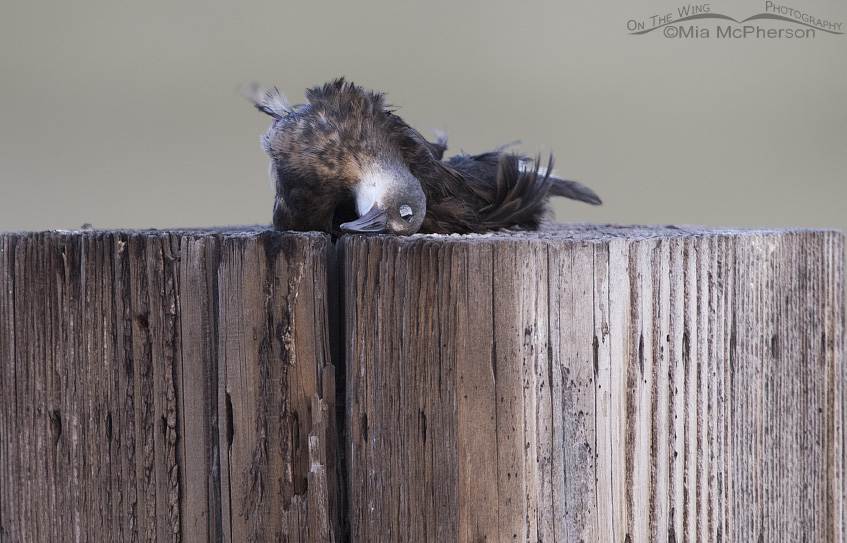 Dead Virginia Rail on a fence post, Bear River Migratory Bird Refuge, Box Elder County, Utah