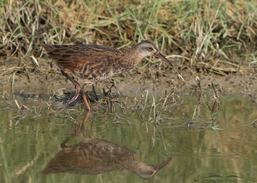 Virginia Rail and its reflection, Bear River Migratory Bird Refuge, Box Elder County, Utah