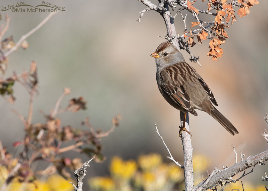 Immature White-crowned Sparrow perched on a fall sumac, Box Elder County, Utah