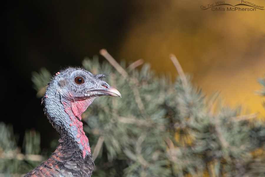 Autumn Wild Turkey hen portrait, West Desert, Tooele County, Utah