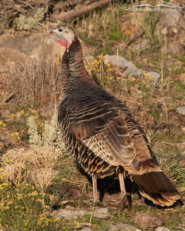 Autumn Wild Turkey hen on desert ranchlands, Box Elder County, Utah