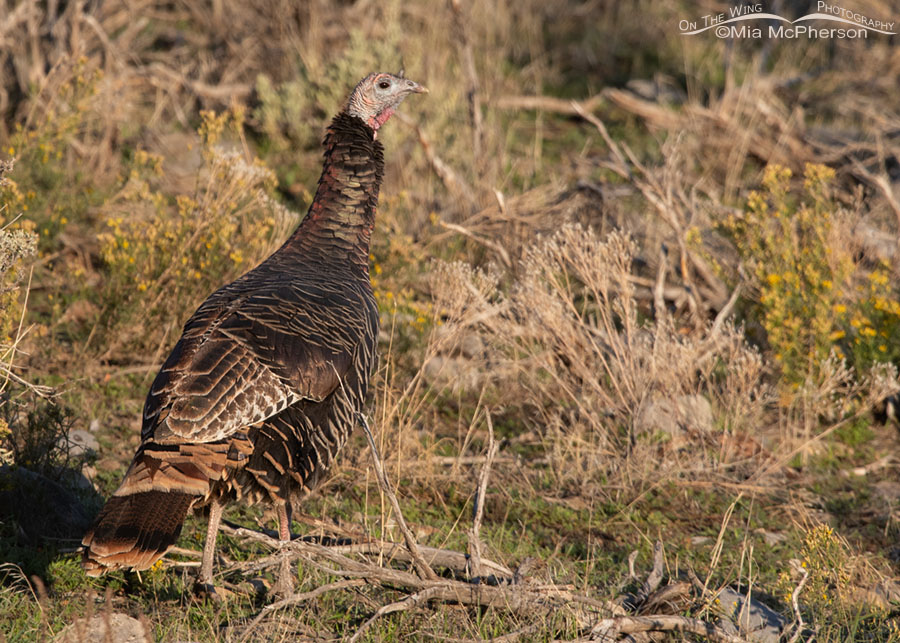 Fall Wild Turkey hen on desert ranchlands, Box Elder County, Utah