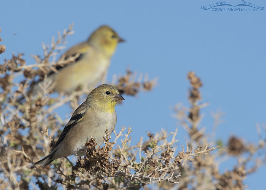 American Goldfinches in winter plumage perched on a greasewood, Farmington Bay WMA, Davis County, Utah