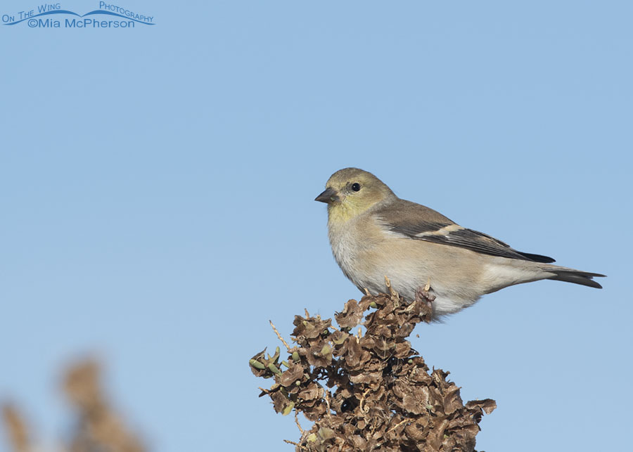 Adult American Goldfinch perched on a greasewood in autumn, Farmington Bay WMA, Davis County, Utah