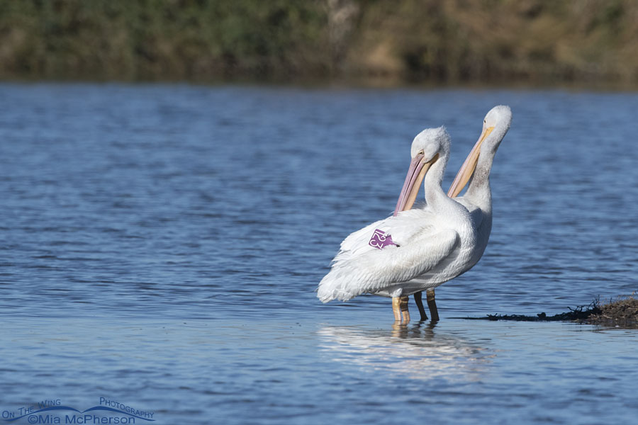 American White Pelican with purple wing tag #123 - October 29, 2021