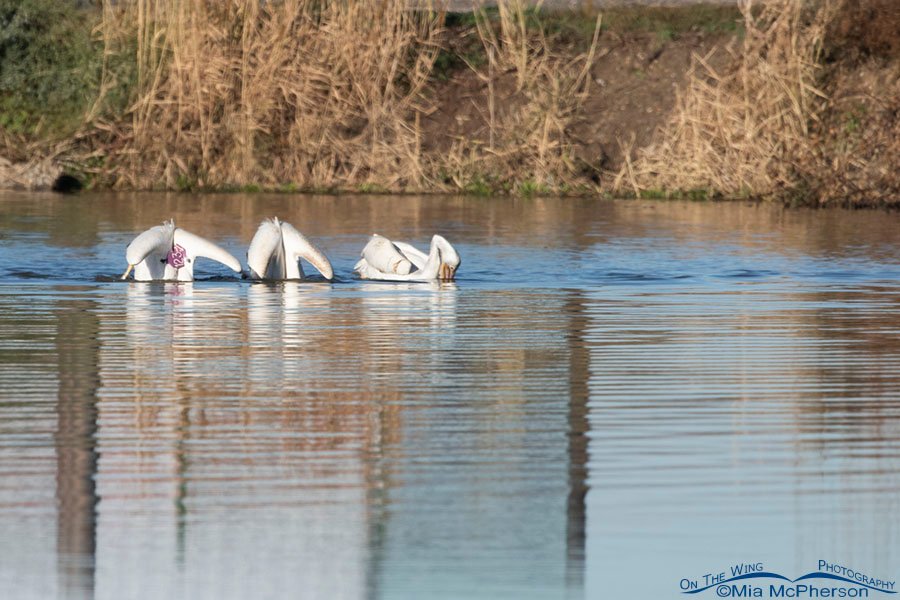 American White Pelican with purple wing tags #123 - October 15, 2021, Farmington Bay WMA, Davis County, Utah