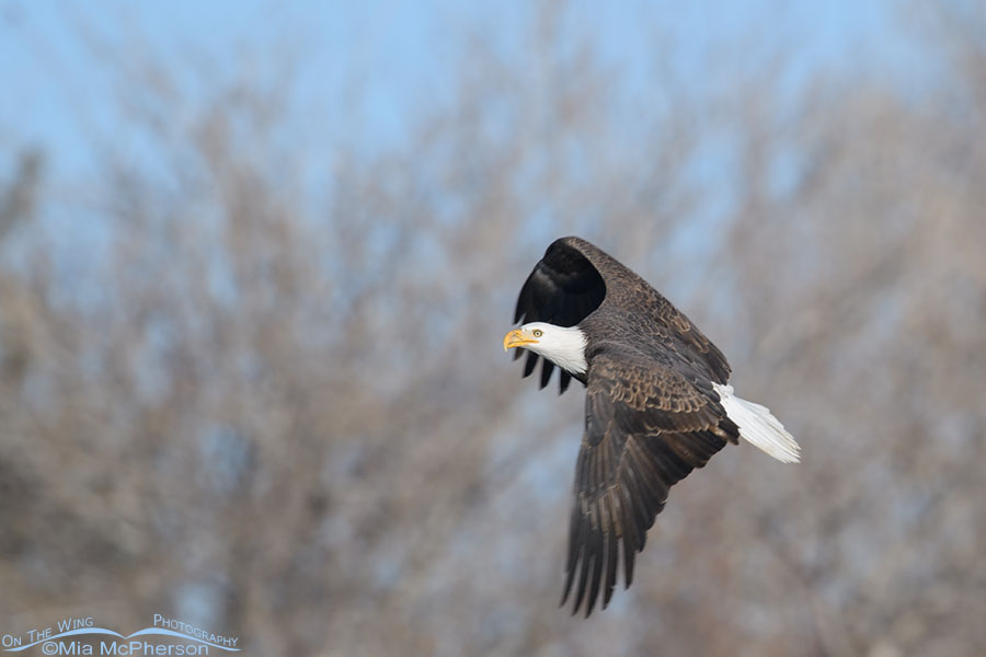 Adult Bald Eagle on the wing over a pond, Salt Lake County, Utah