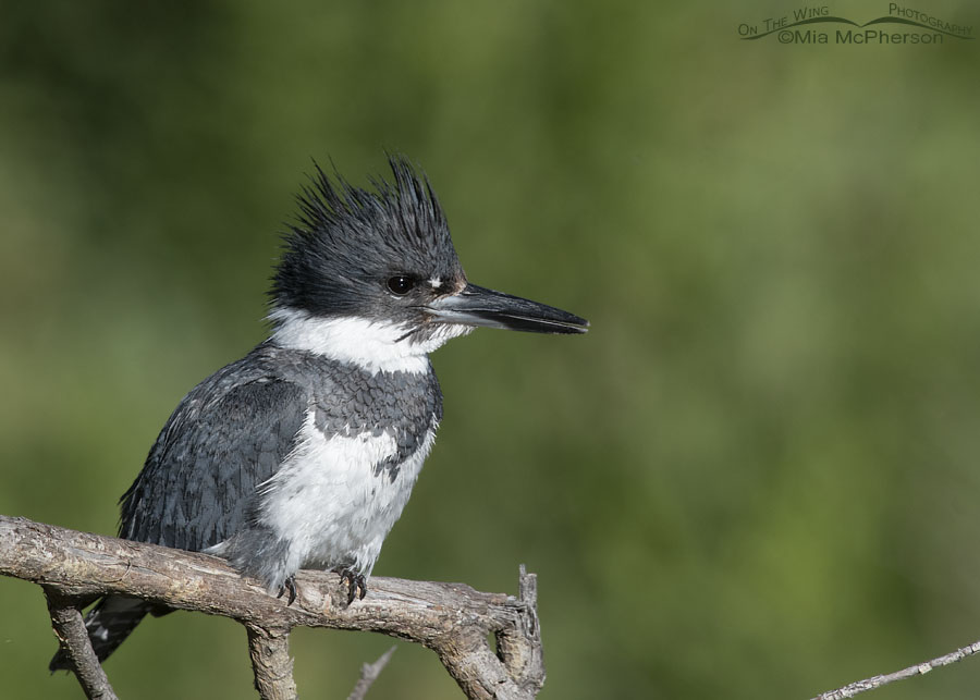 Male Belted Kingfisher rattling, Wasatch Mountains, Summit County, Utah