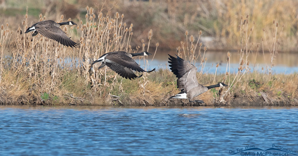 Three Canada Geese lifting off from Glover Pond, Farmington Bay WMA, Davis County, Utah