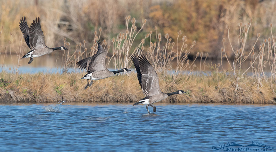 Three Canada Geese flying away from Glover Pond, Farmington Bay WMA, Davis County, Utah
