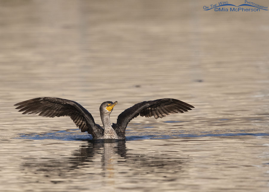 Immature Double-crested Cormorant drying its wings, Salt Lake County, Utah