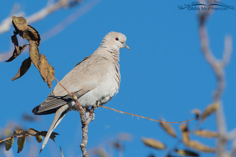 Eurasian Collared-Dove Without A Collar - Mia McPhersons On The Wing  Photography
