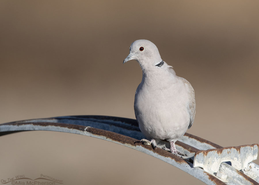 Alert Eurasian Collared-Dove on a water irrigation unit, Farmington Bay Waterfowl Management Area, Davis County, Utah