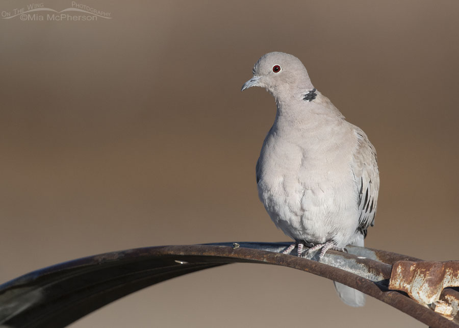 Eurasian Collared-Dove in morning light, Farmington Bay Waterfowl Management Area, Davis County, Utah