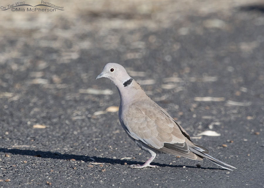 Eurasian Collared-Dove on pavement, Farmington Bay WMA, Davis County, Utah