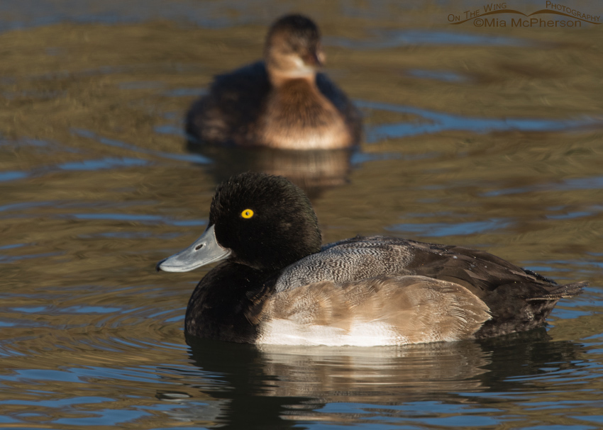 Greater Scaup Images
