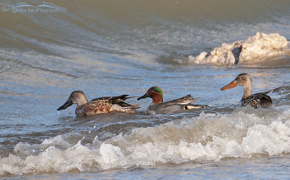 Green-winged Teal with Northern Shovelers in the surf of the Great Salt Lake, Antelope Island State Park, Davis County, Utah
