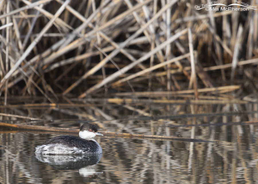 Horned Grebe Images