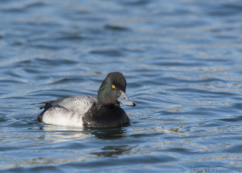 Drake Lesser Scaup in early March, Salt Lake County, Utah