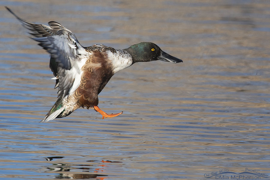 Drake Northern Shoveler landing on a pond, Farmington Bay WMA, Davis County, Utah