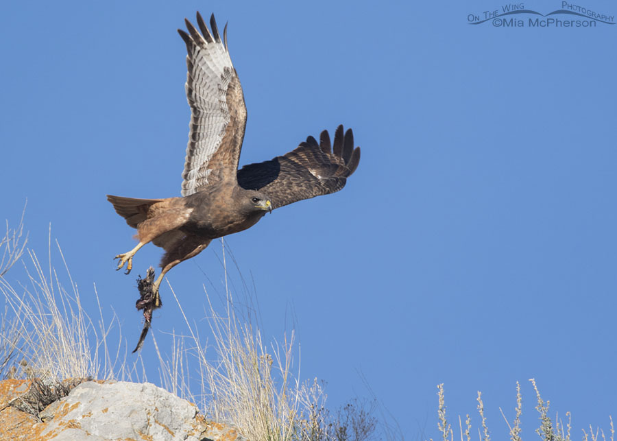 Dark morph Red-tailed Hawk lifting off with prey, Box Elder County, Utah