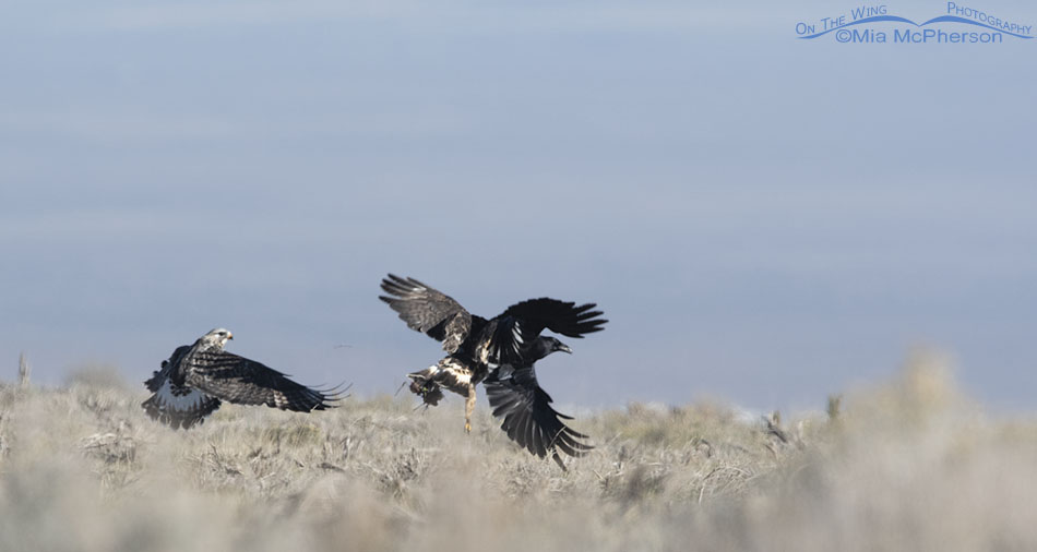 Adult Rough-legged Hawks with prey plus a Common Raven, West Desert, Tooele County, Utah
