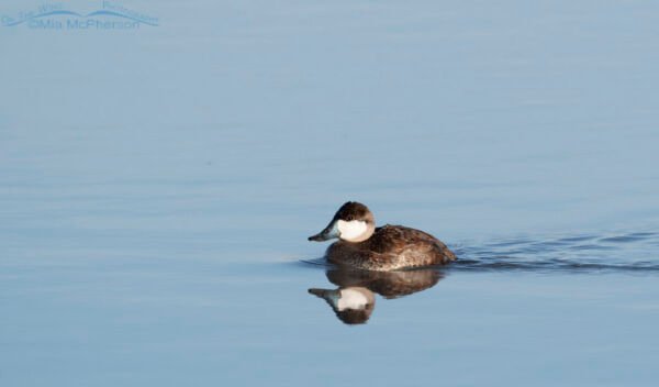 Drake Ruddy Duck Ruddy Duck Drake In Nonbreeding Plumage - Mia McPherson's On The Wing ...