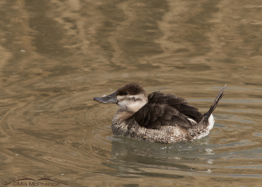 Fluffed up Ruddy Duck female, Farmington Bay WMA, Davis County, Utah