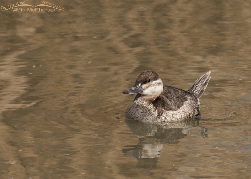 Ruddy Duck female, Farmington Bay WMA, Davis County, Utah