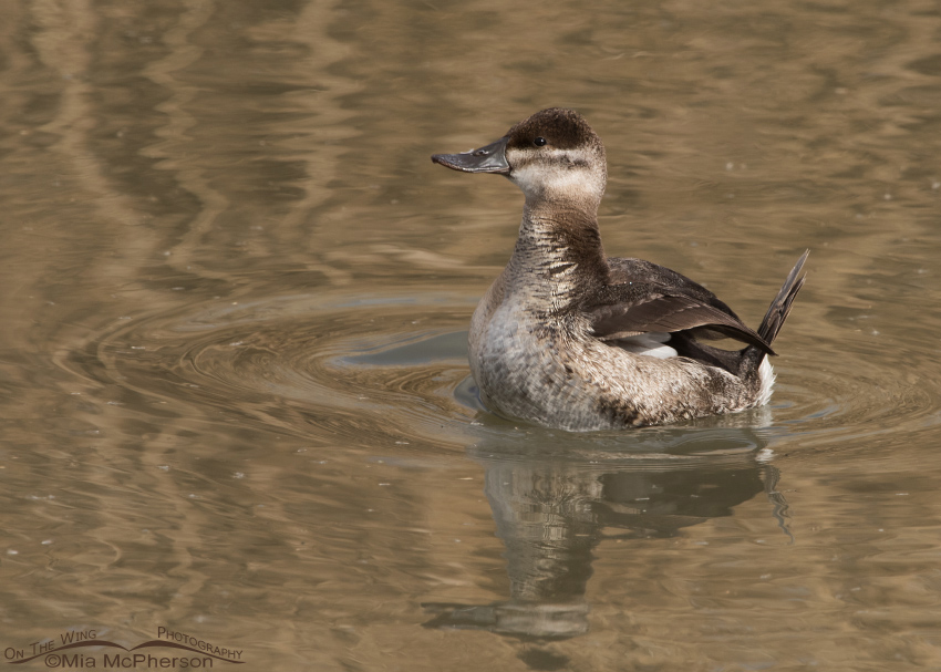 Rousing female Ruddy Duck, Farmington Bay WMA, Davis County, Utah
