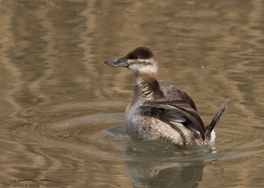 Female Ruddy Duck starting to wing flap, Farmington Bay WMA, Davis County, Utah