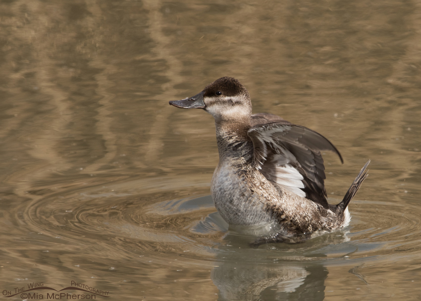 Ruddy Duck female shaking her wings, Farmington Bay WMA, Davis County, Utah