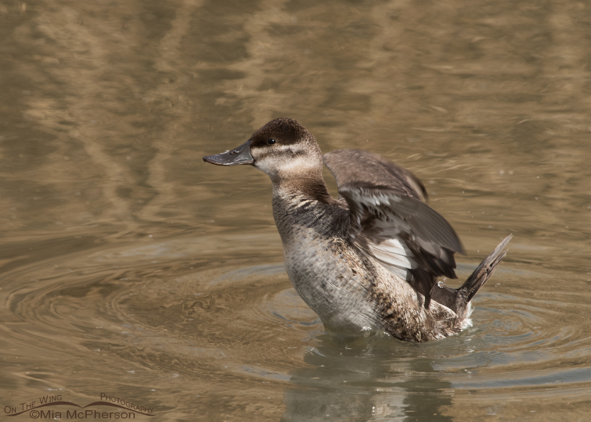 Ruddy Duck female starting to settle back into the water, Farmington Bay WMA, Davis County, Utah