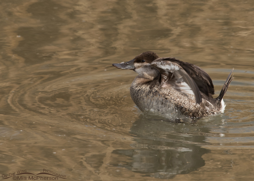Female Ruddy Duck with a feather on her bill, Farmington Bay WMA, Davis County, Utah
